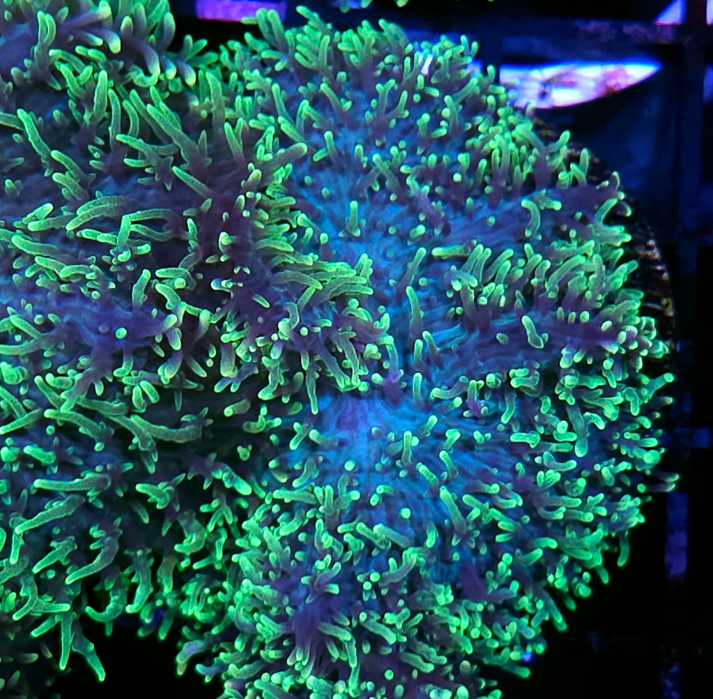 HF Shag Daddy Carpet Mushroom