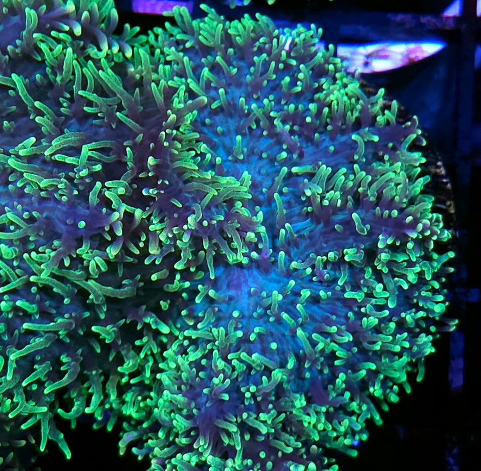 HF Shag Daddy Carpet Mushroom