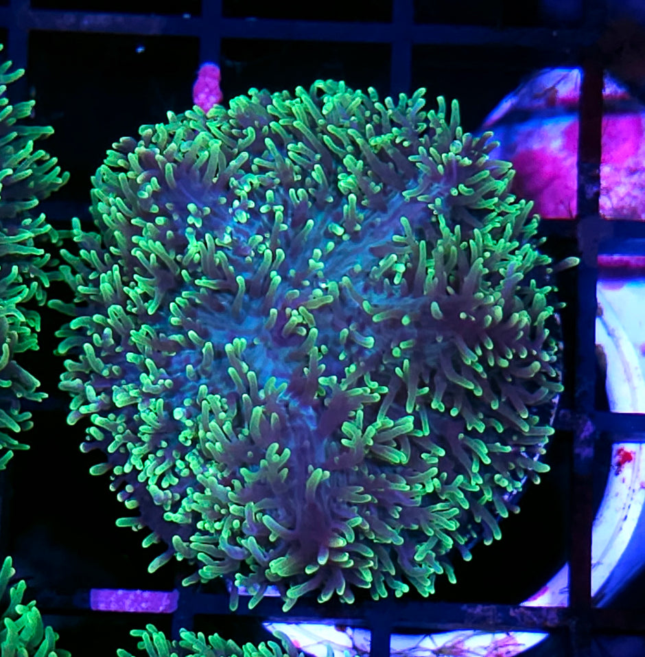 HF Shag Daddy Carpet Mushroom