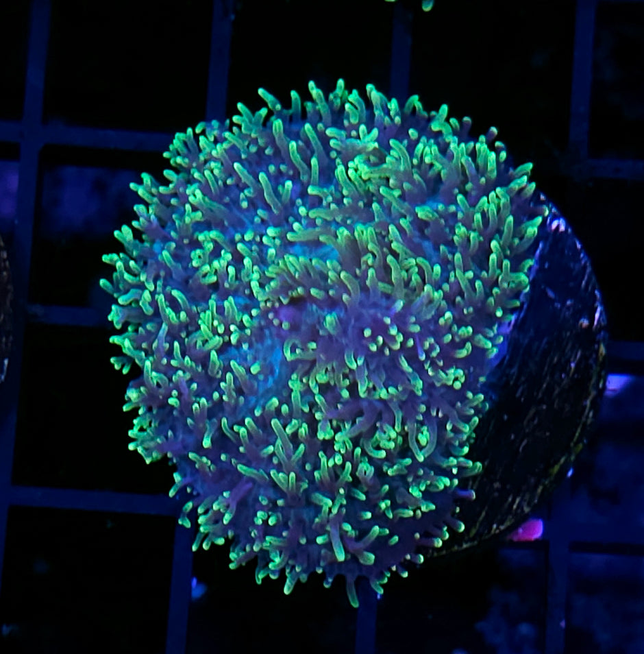 HF Shag Daddy Carpet Mushroom