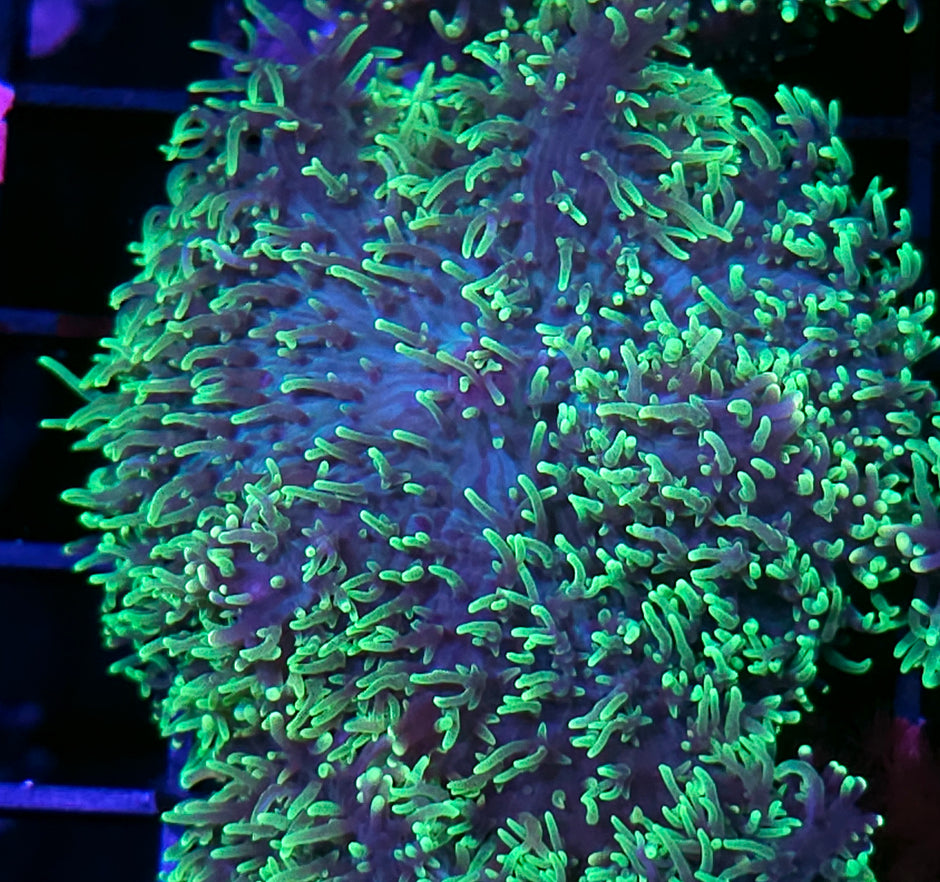 HF Shag Daddy Carpet Mushroom