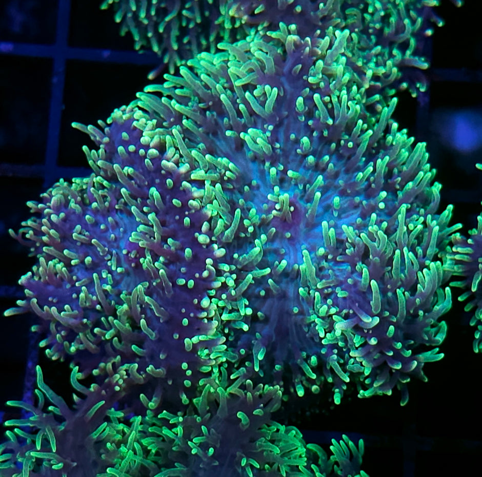 HF Shag Daddy Carpet Mushroom