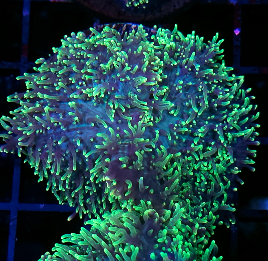 HF Shag Daddy Carpet Mushroom