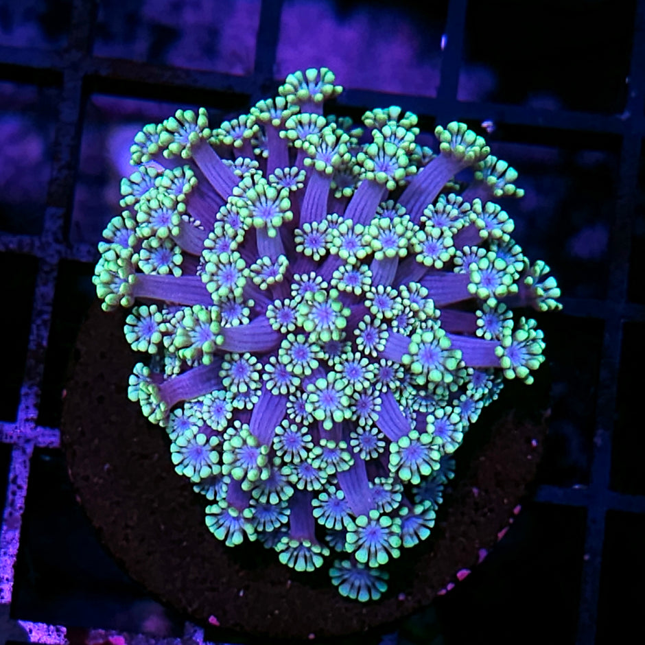 Ultra Alveopora