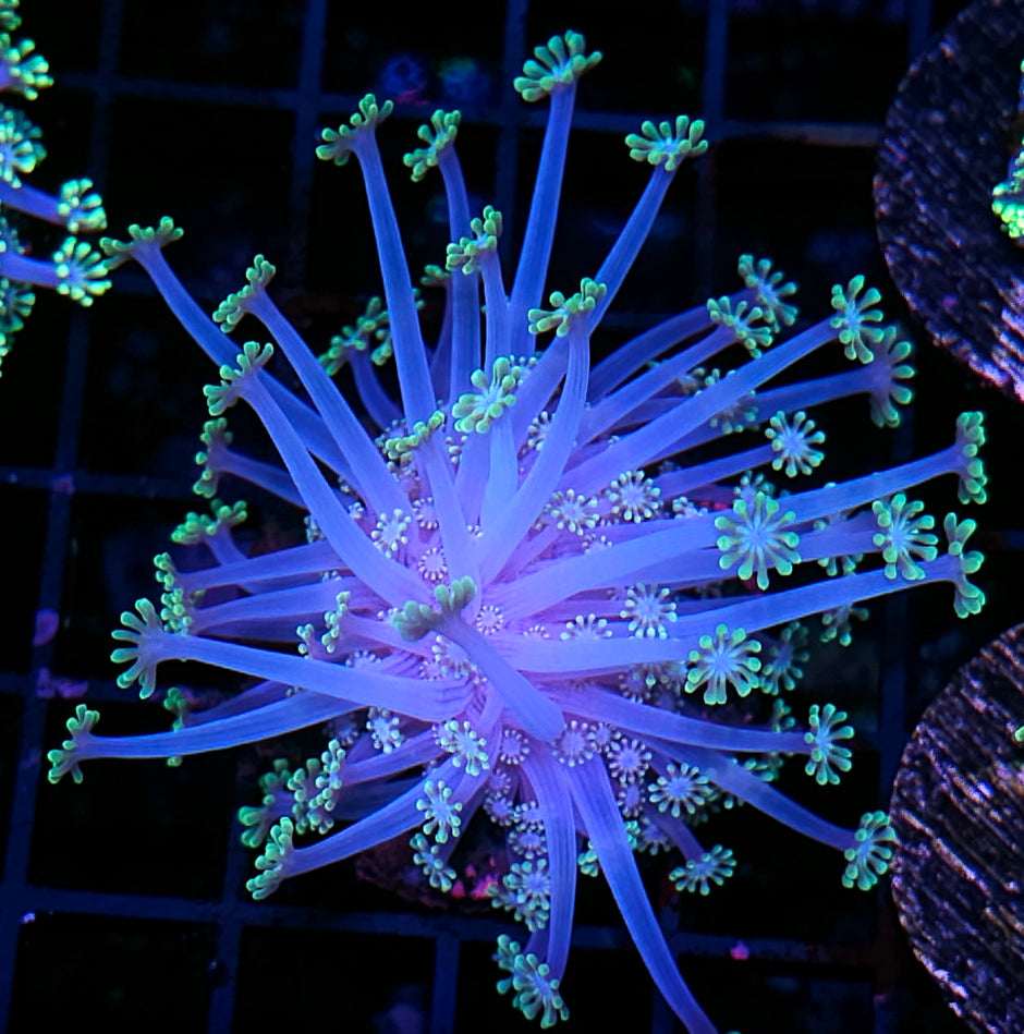 Ultra Alveopora