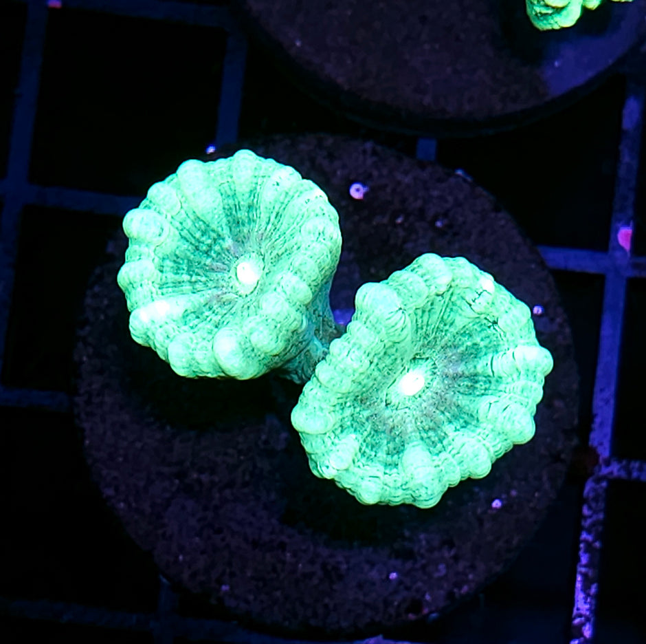 Mint Green Candy Cane