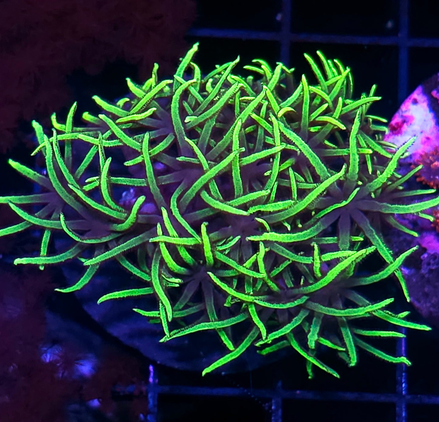 Reaper GSP