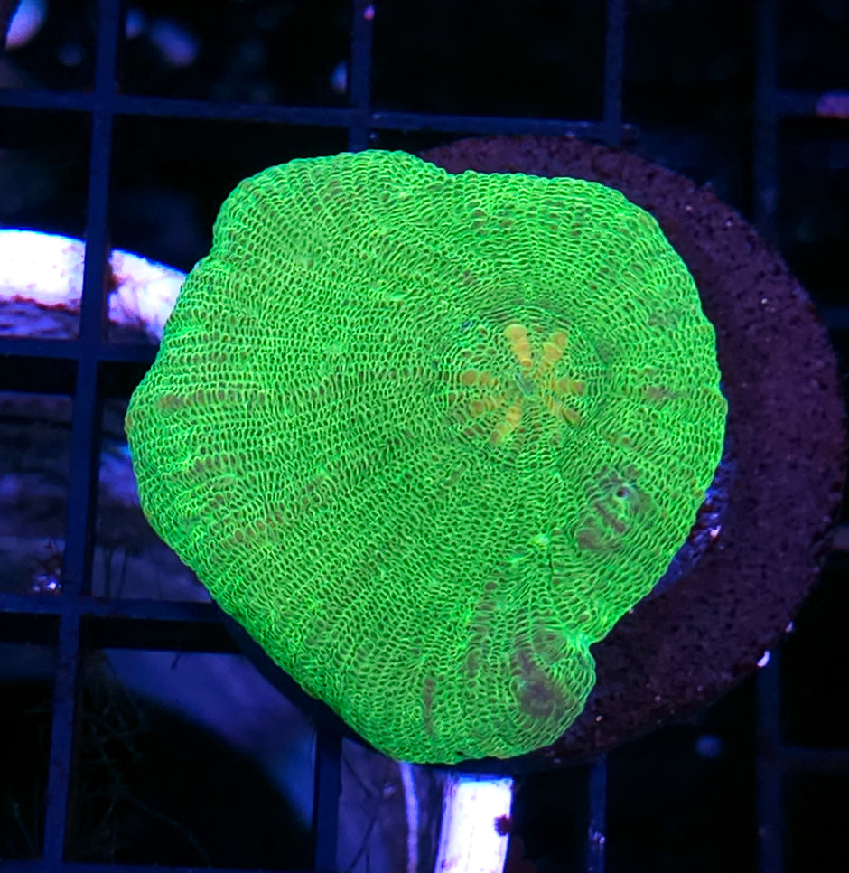 HF Plutonium Moselaya