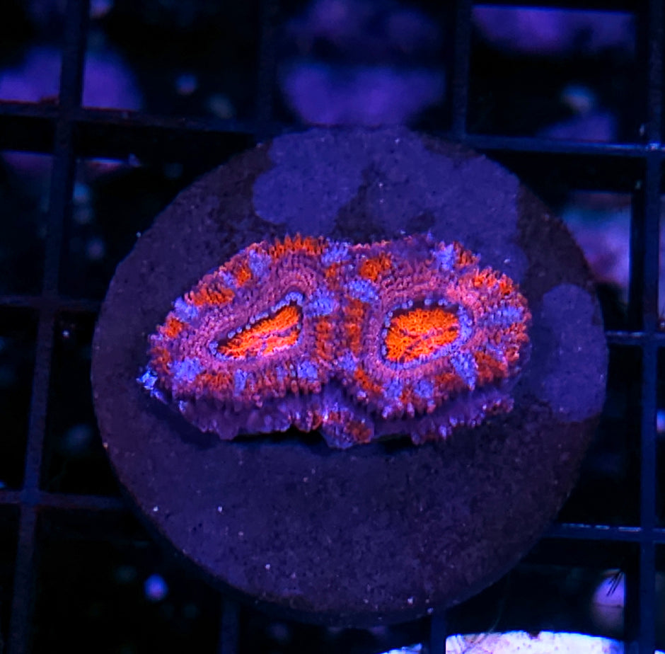 Crimson Colbalt Acan