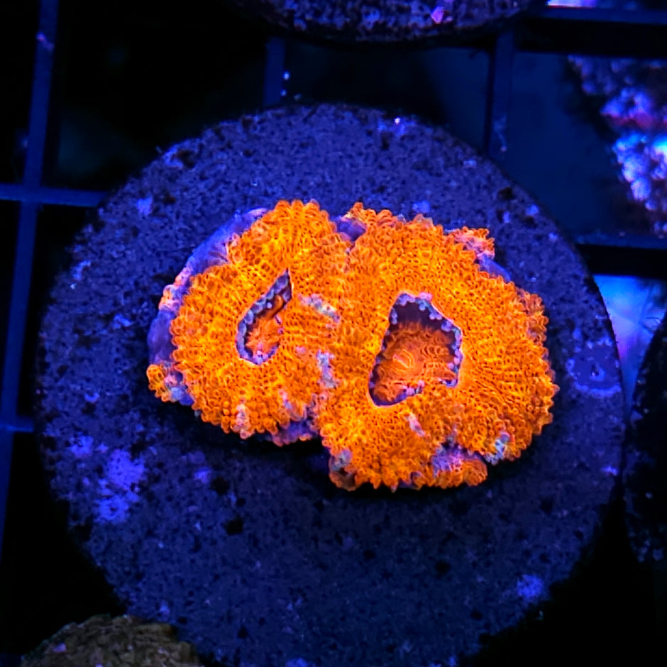 Blast Off Acan