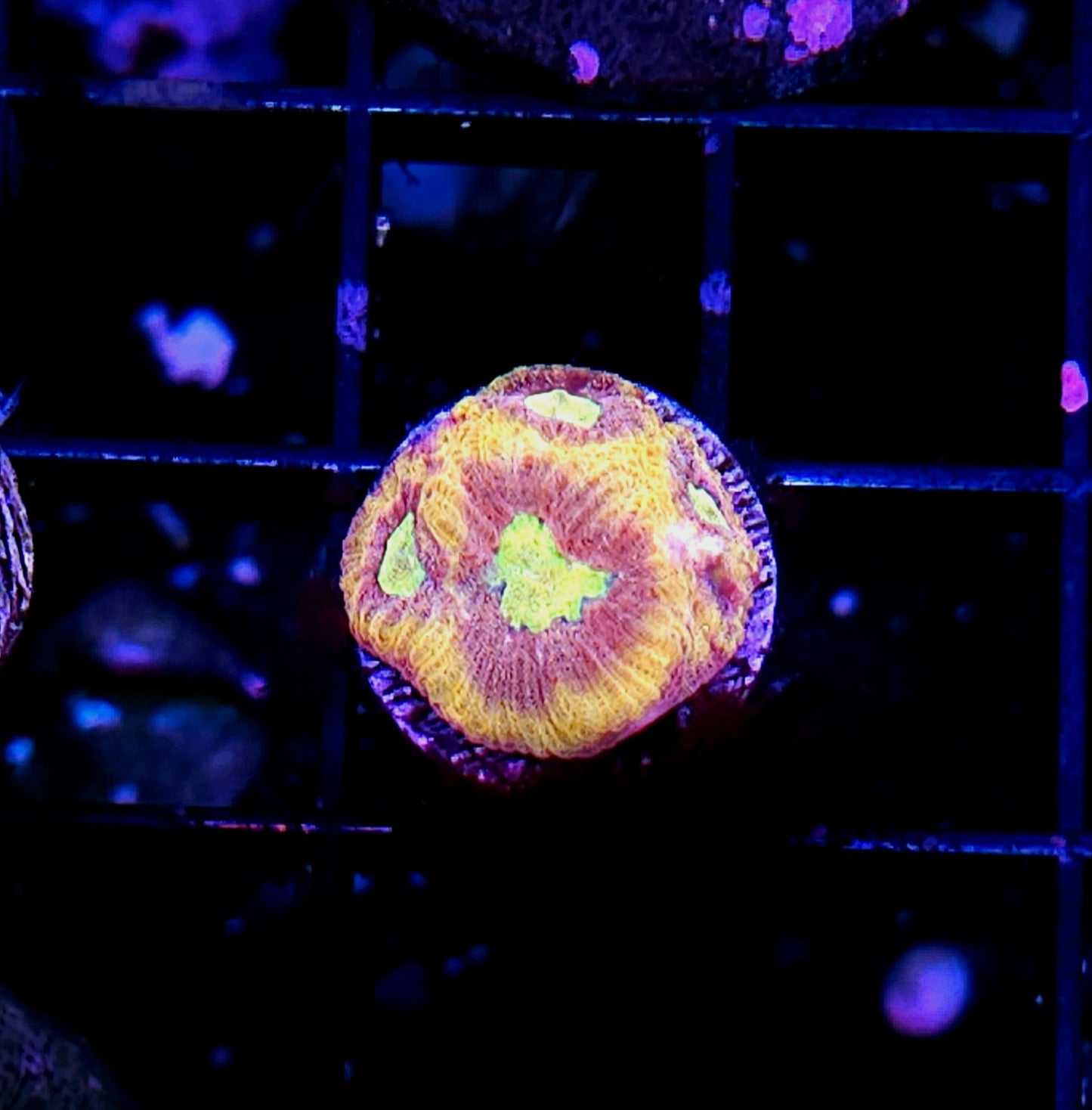 HF Cyanide Favia
