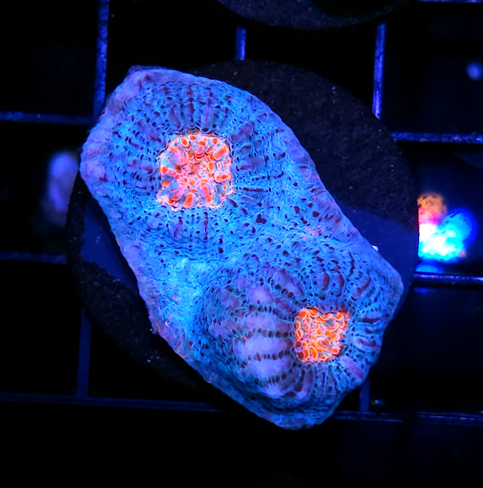 HF Sea Nymph Chalice 🧜‍♀️