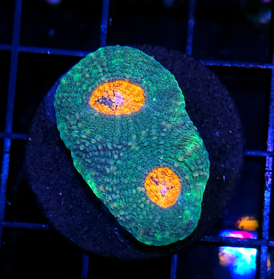 Miami Dolphins Acan Echinata