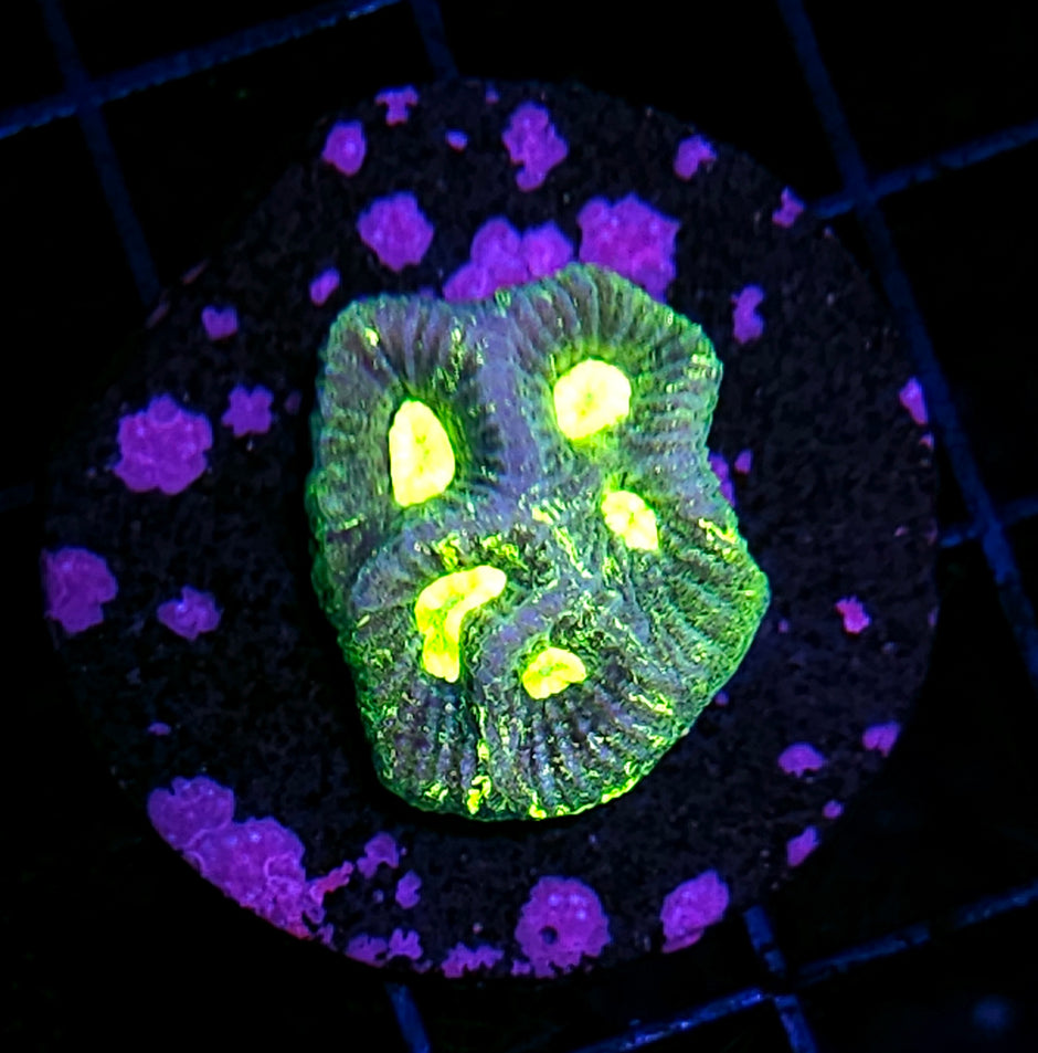 Acid Reign Goniastrea