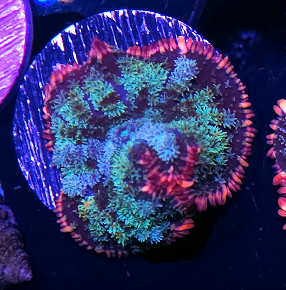 Epic Frankenstein Bounce Mushroom