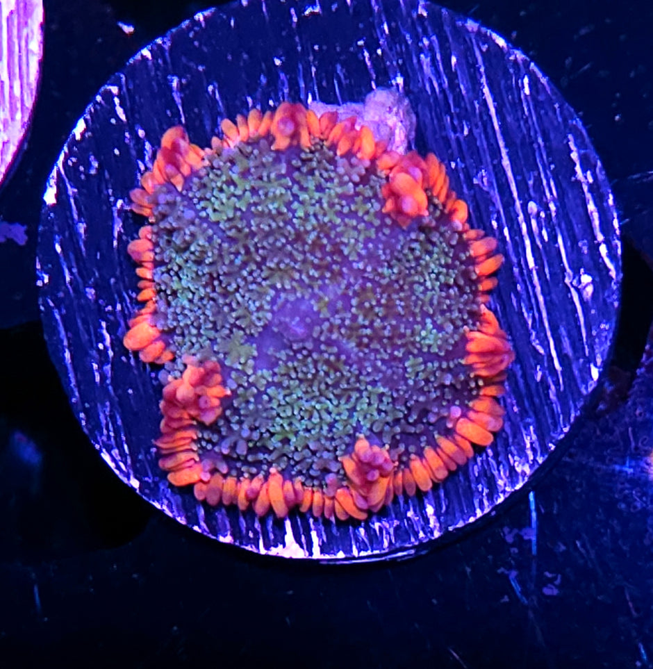 Frankenstein Bounce Mushroom