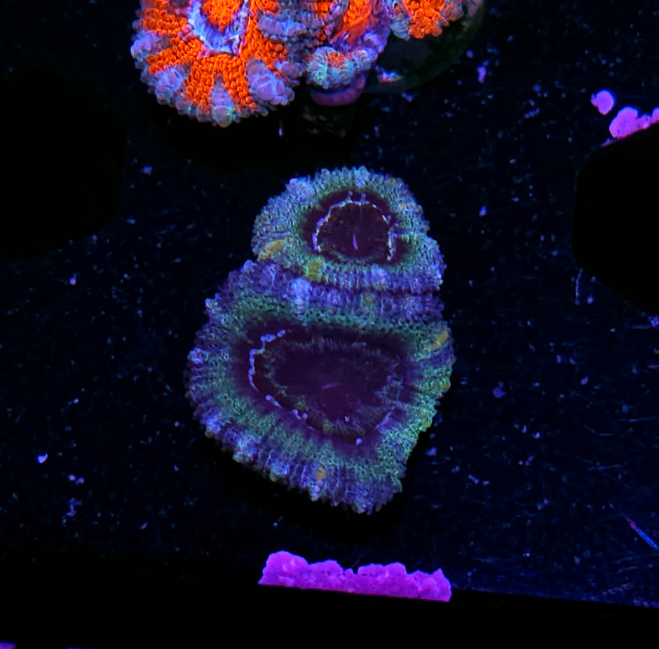 Reptile Acan
