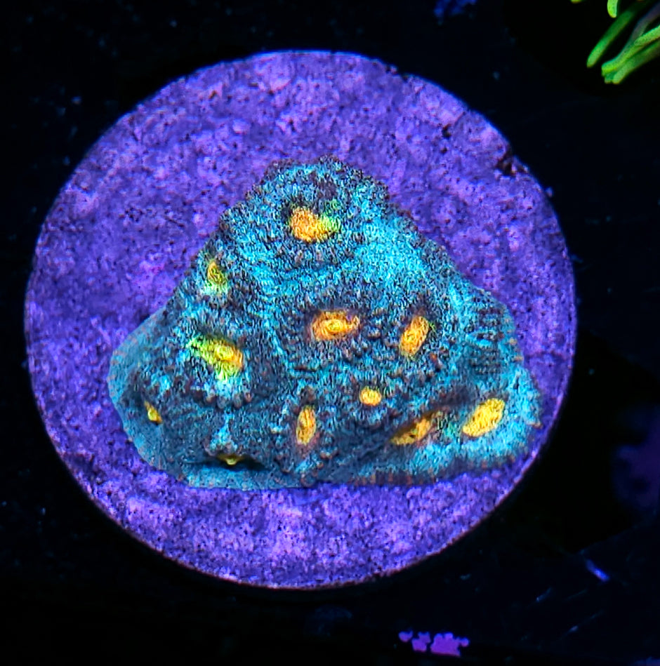 HF Helios Favia