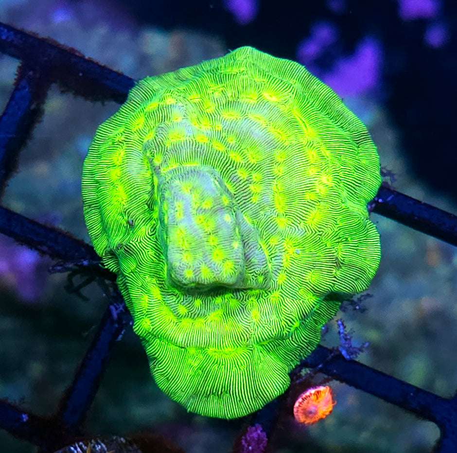 Kiwi Fusion Leptosersis