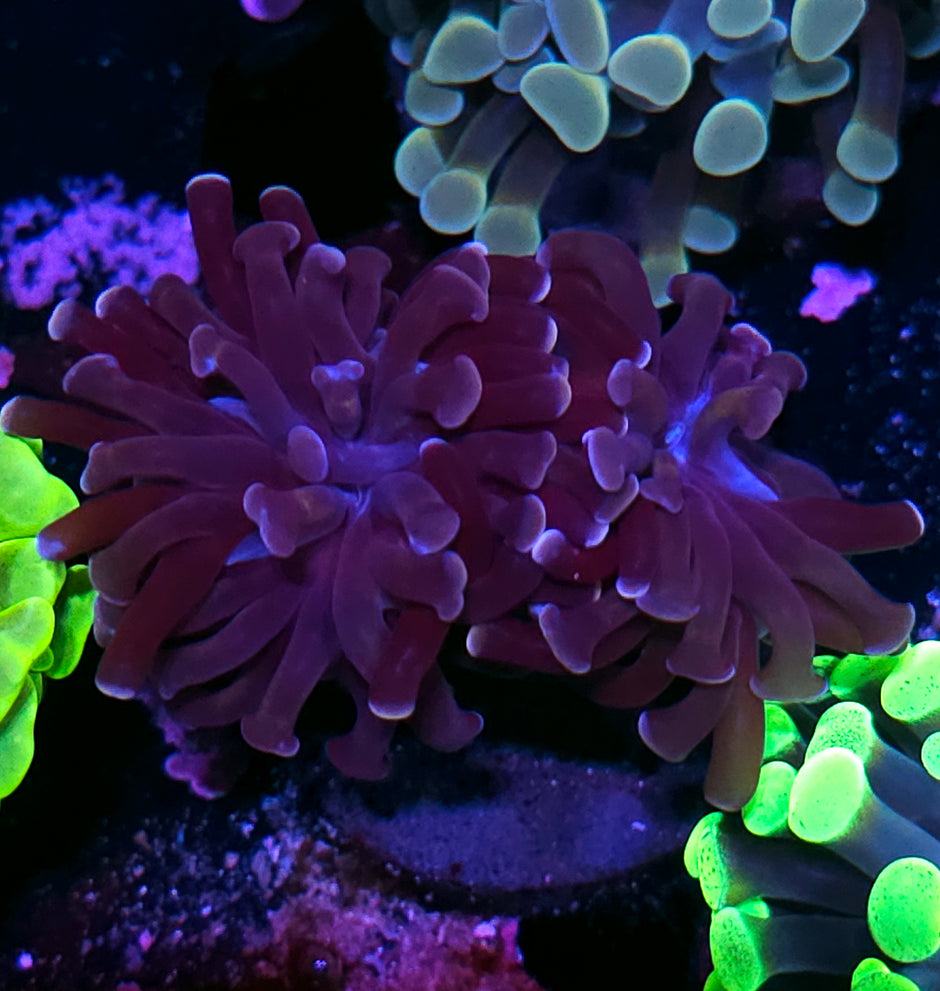 2 Head Pink Tip Branching Hammer
