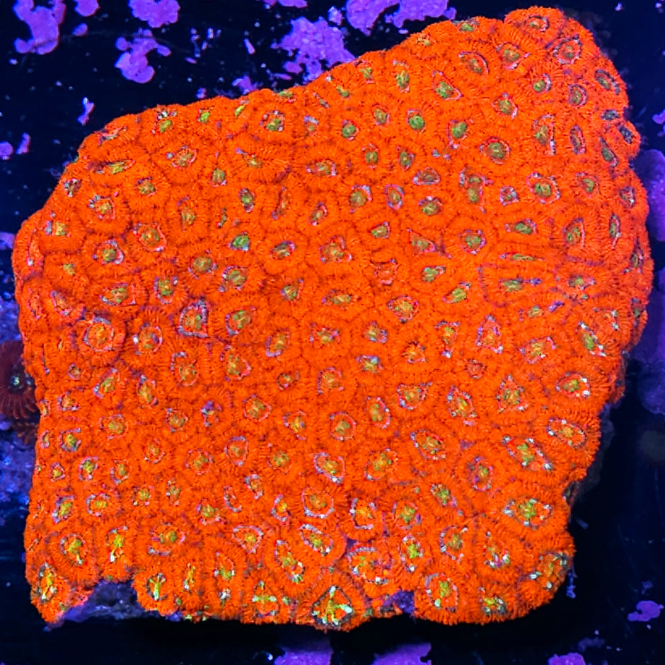 XL Kaboom Micromussa Amakusensis Colony