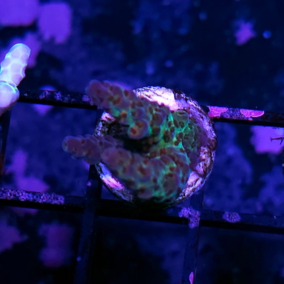 Maleficent Acropora