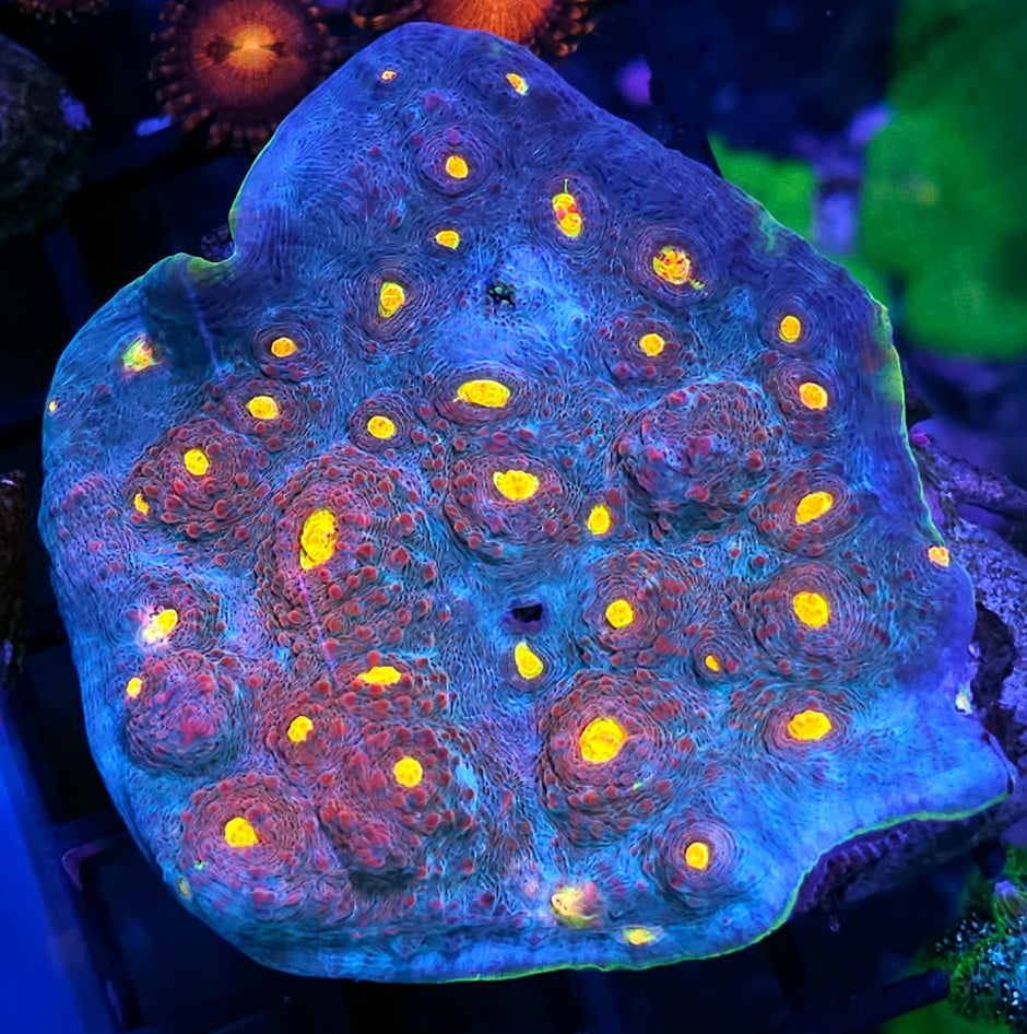 Candyland Chalice Colony