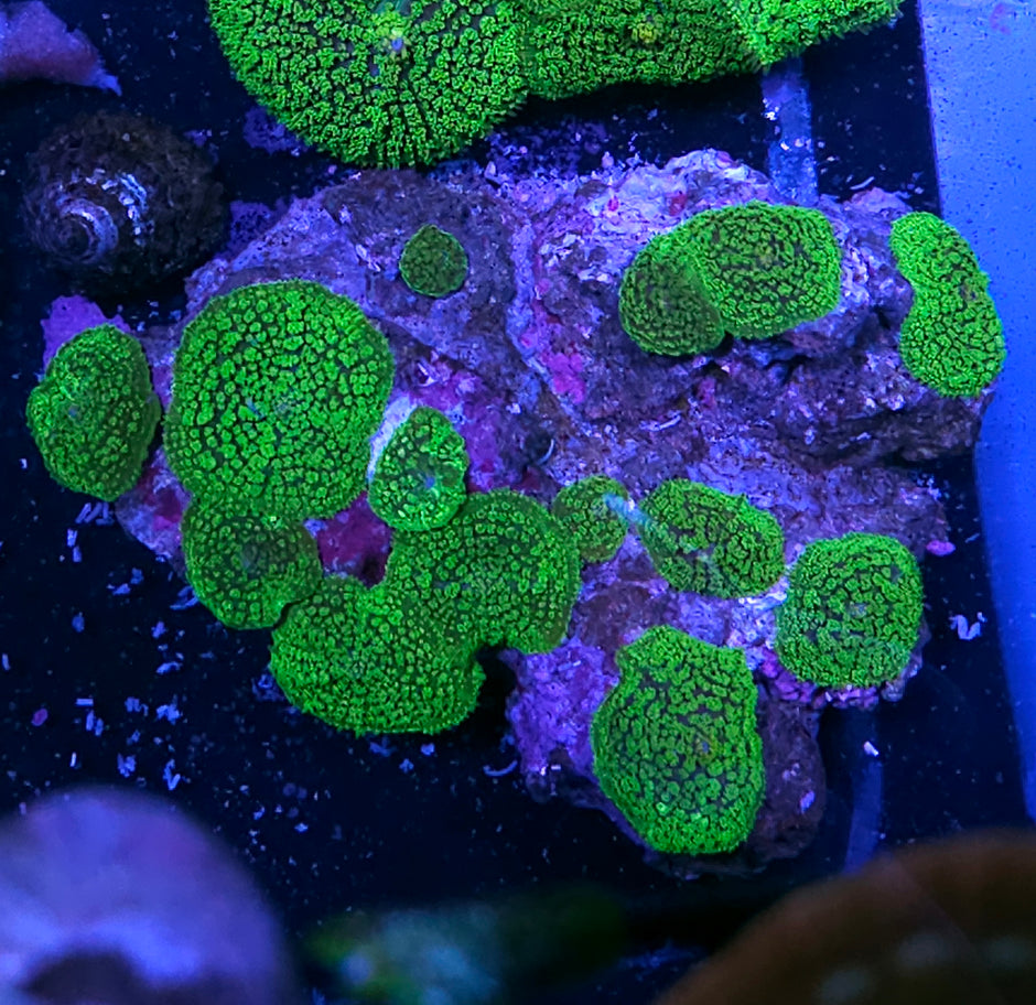 Kryptonite Gumdrop Mushroom Colony