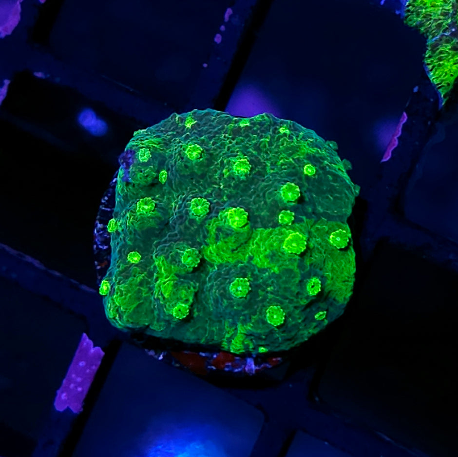 Tye Dye Astreopora