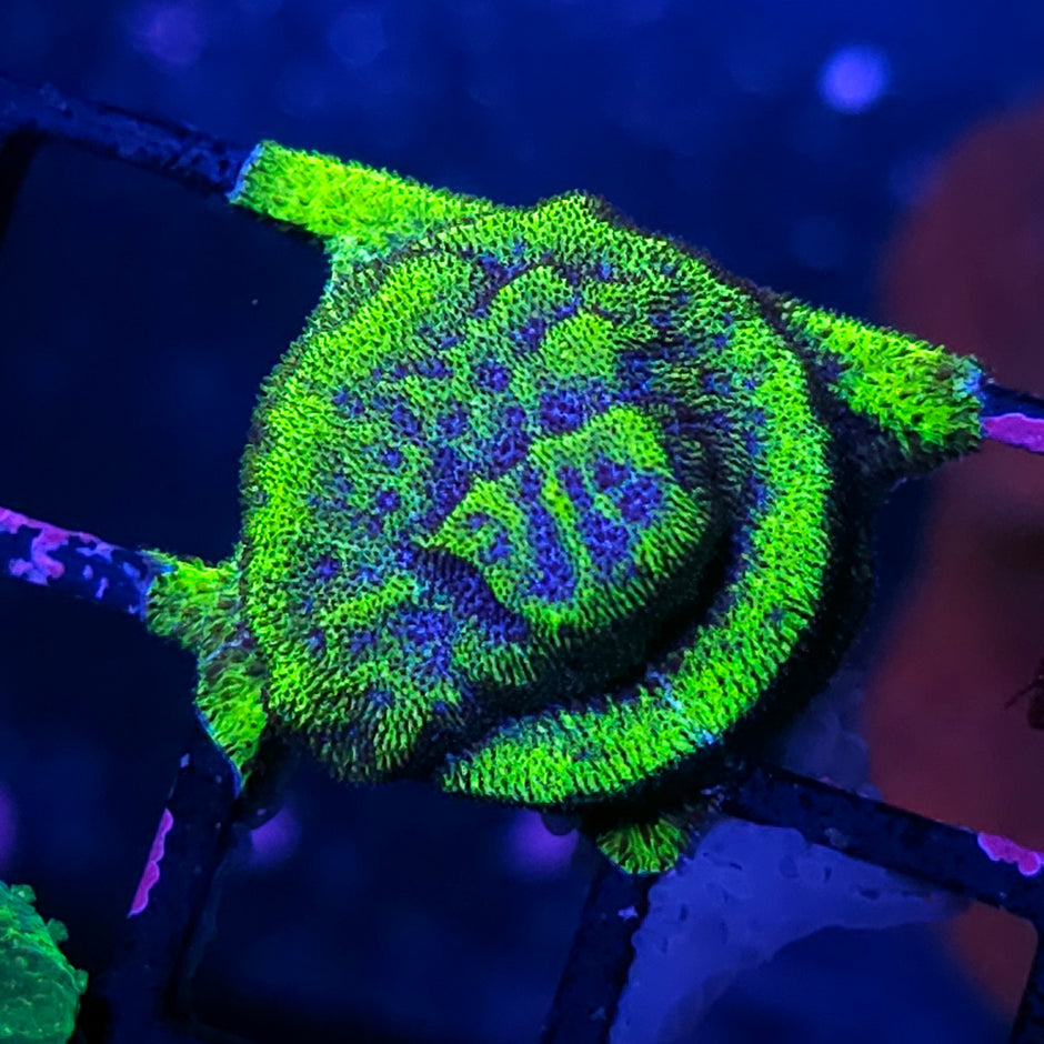 HF Stargate Leptosersis