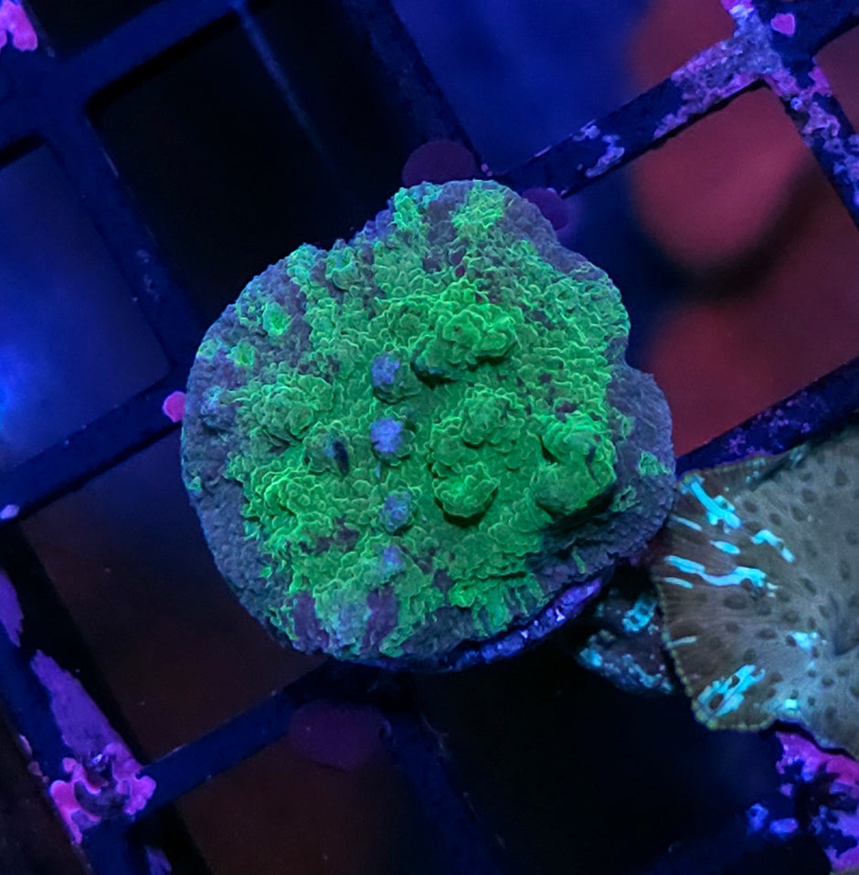 Tye Dye Astreopora