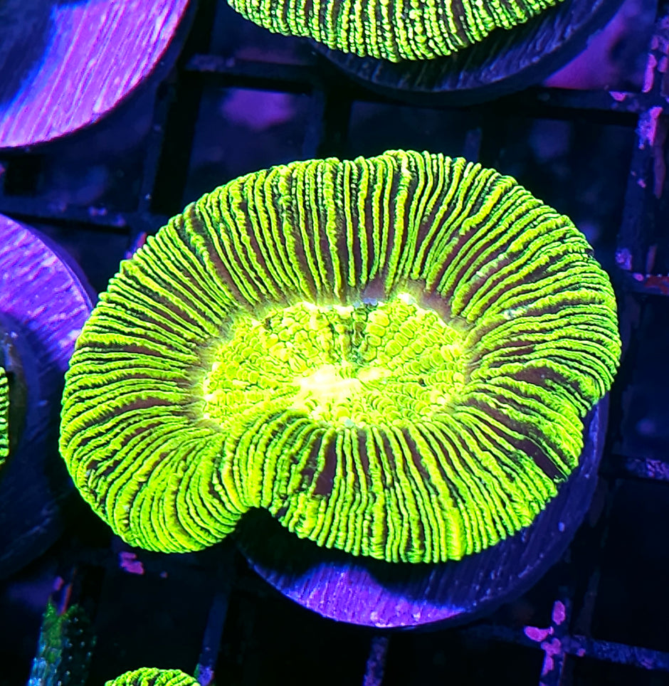 Kryptonite Konvict Trachyphyllia
