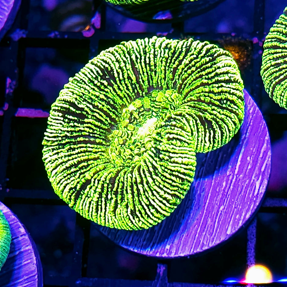 Kryptonite Konvict Trachyphyllia