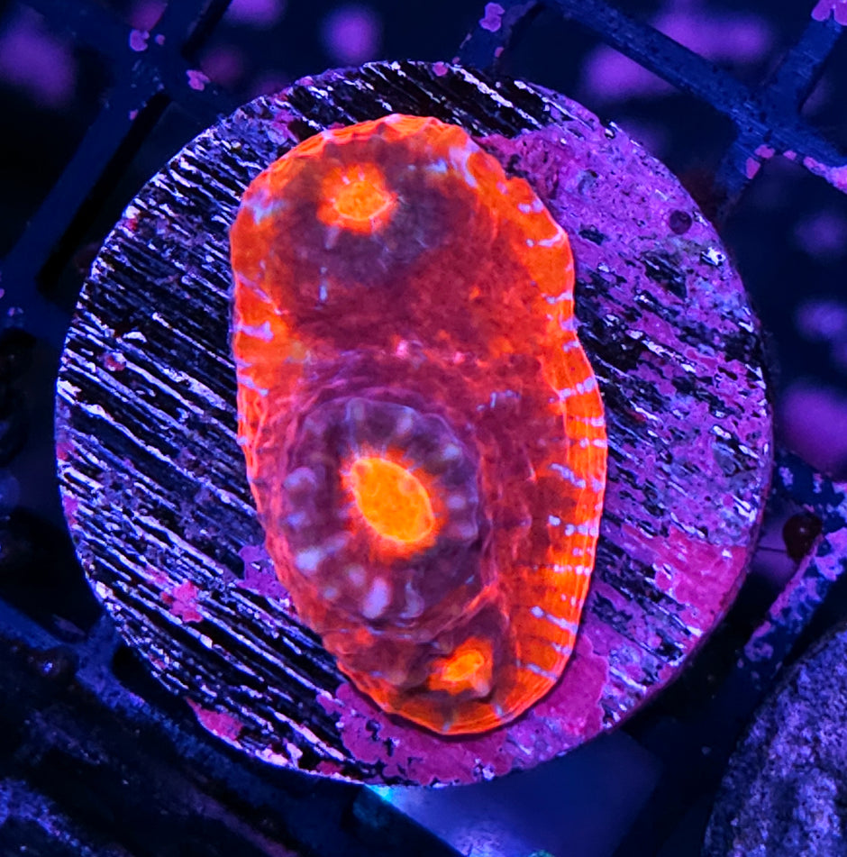 HF Leviathan Red Rim Chalice