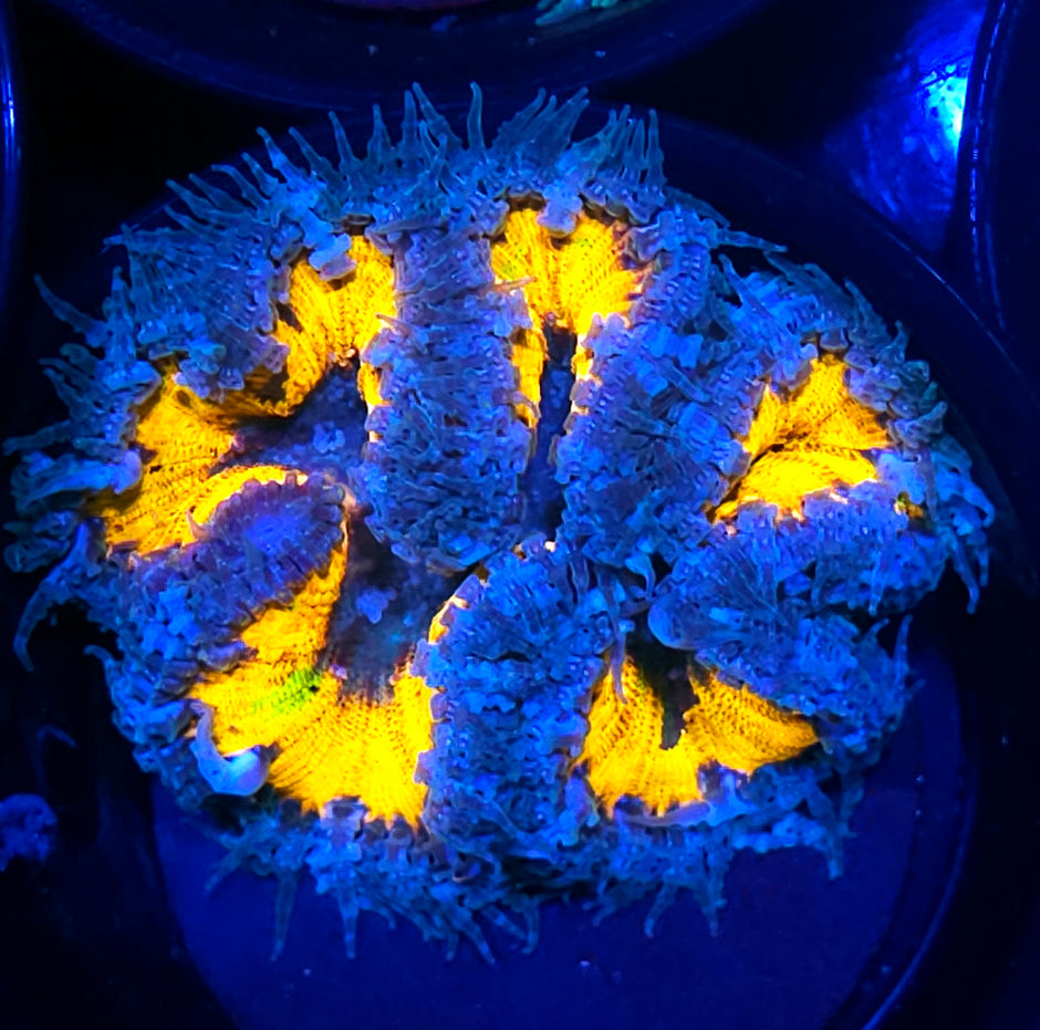 Green  Splash Abyss Flower Anemone