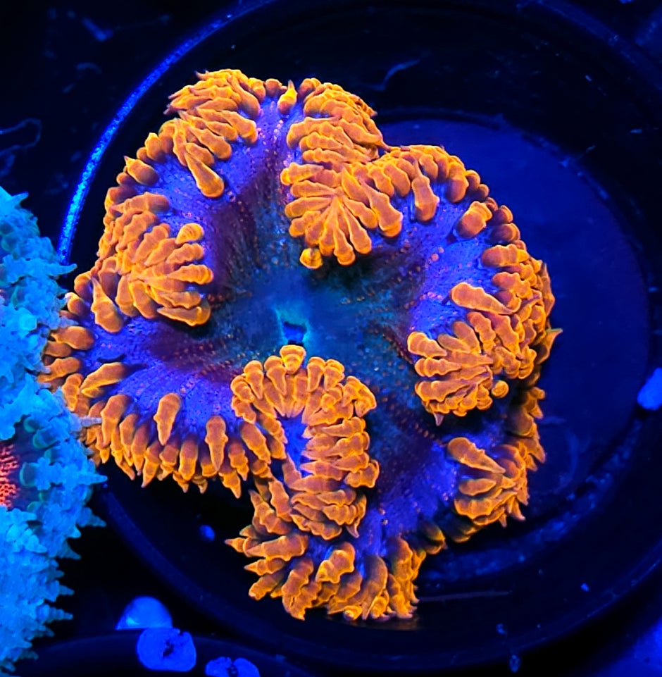 Flamethrower Flower Anemone
