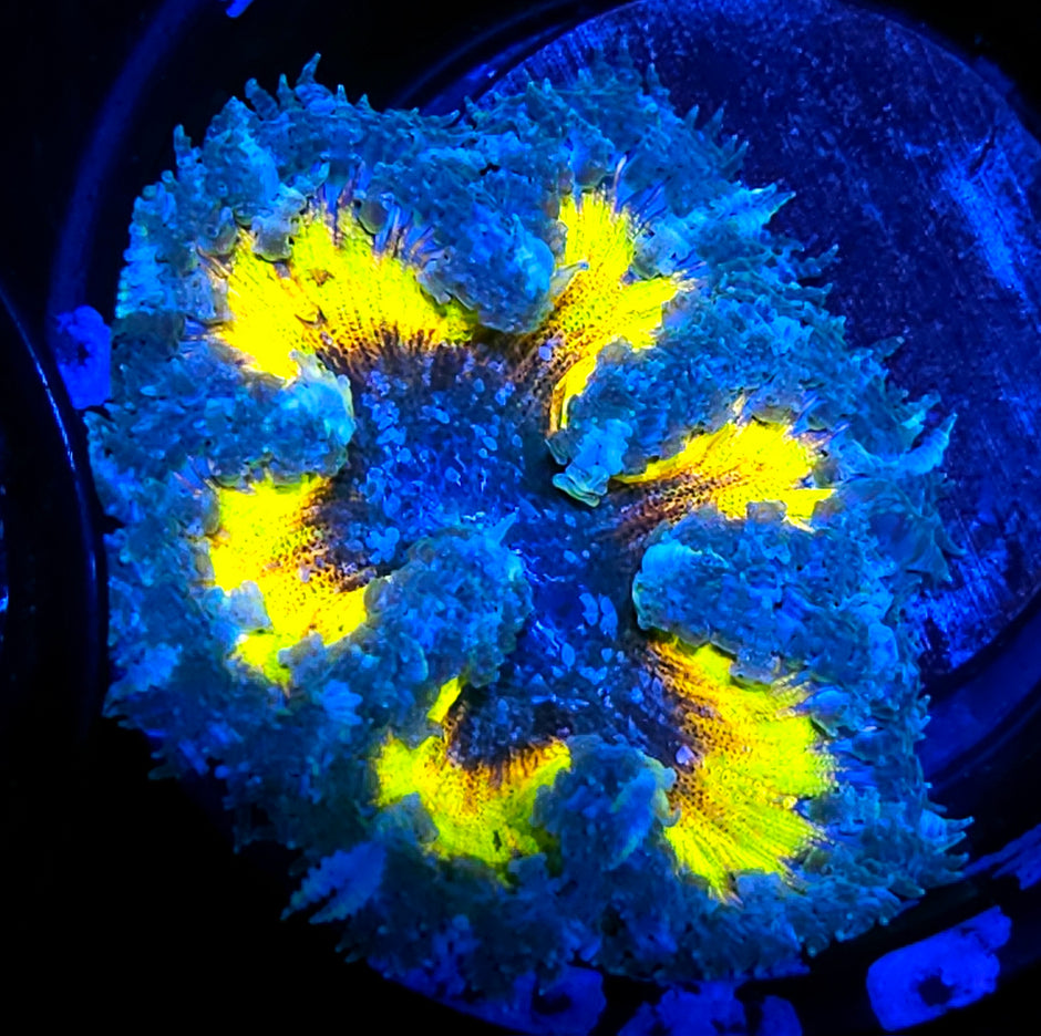 Wolverine Flower Anemone
