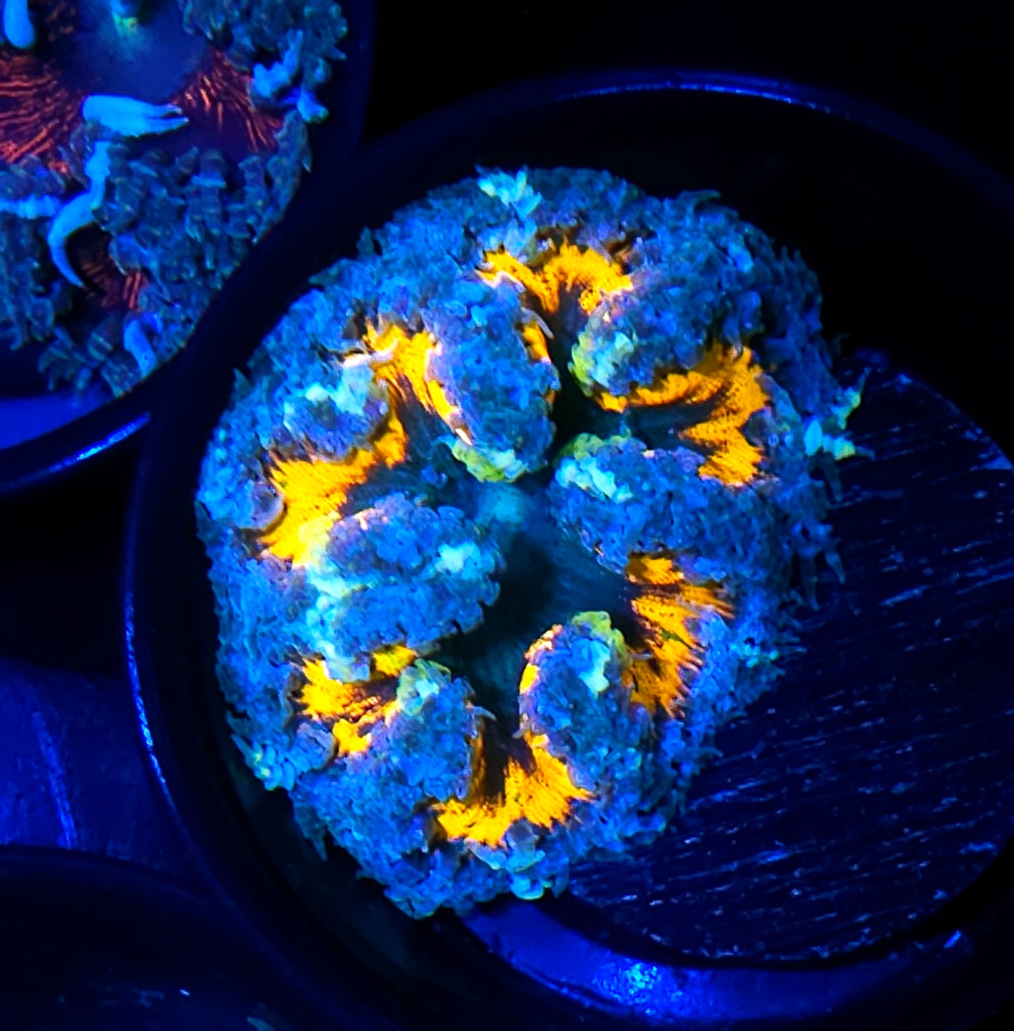 Aracnaphobia Flower Anemone