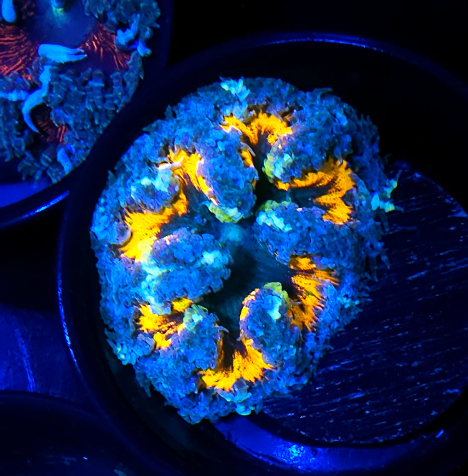 Aracnaphobia Flower Anemone