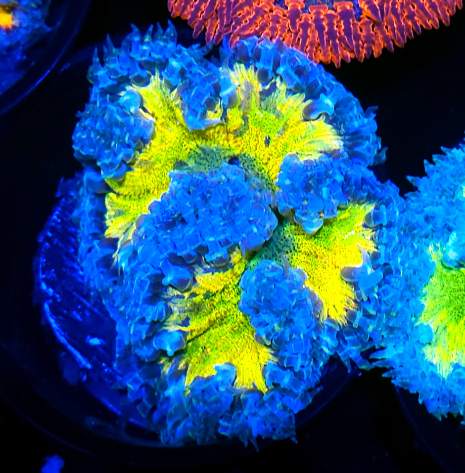Rainbow Splatter Flower Anemone