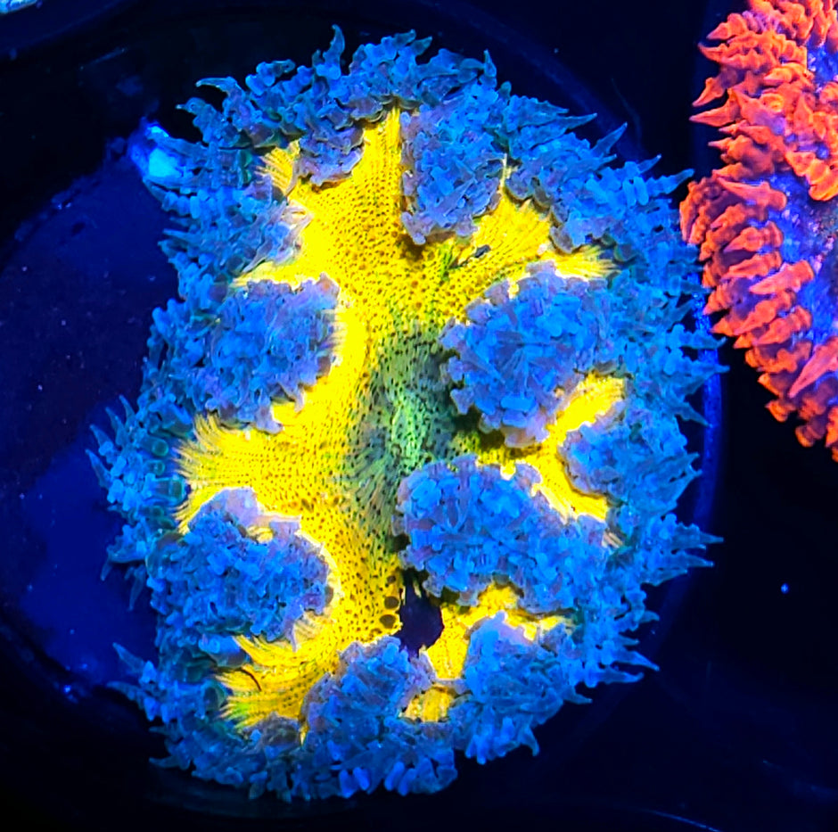 Solar Splatter Flower Anemone