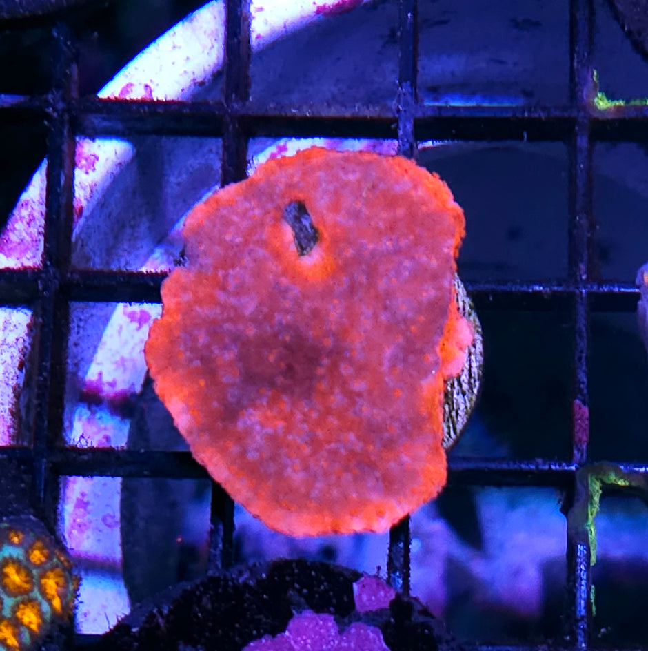 Blood Glow Montipora
