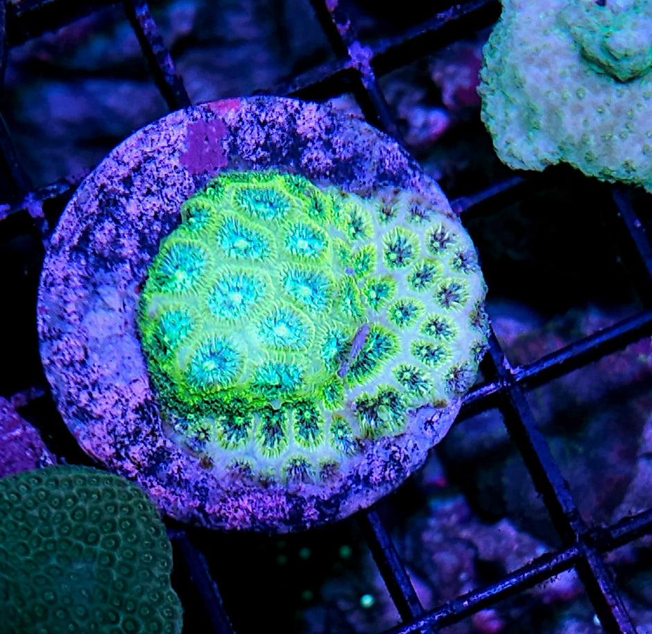 Lucky Leptastrea