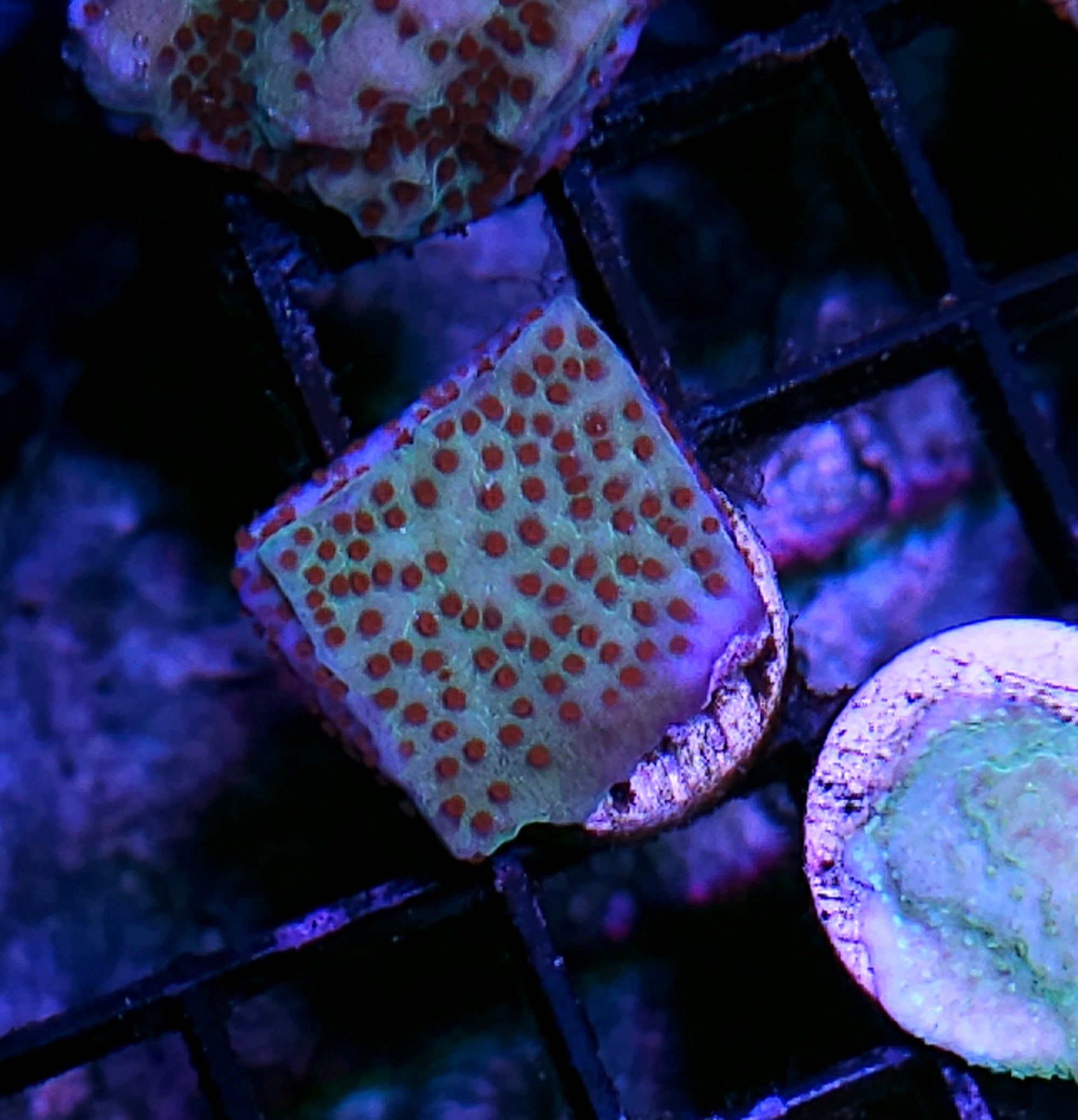 SPS Coral – Hellfire Frags