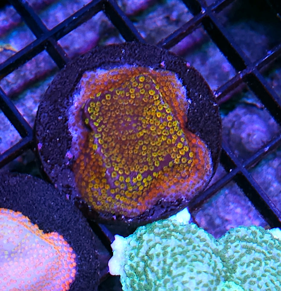 Rainbow Montipora