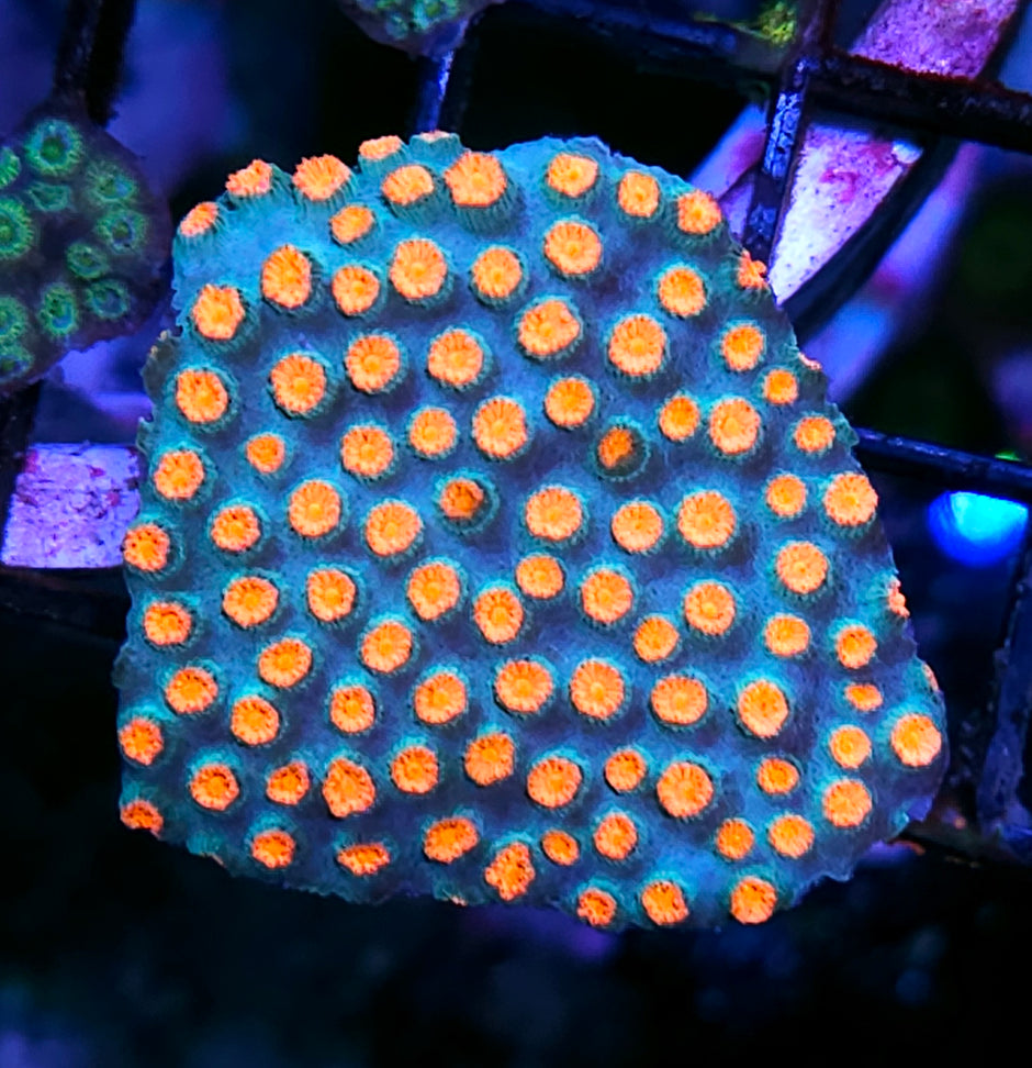 DR Baywatch Cyphastrea Colony