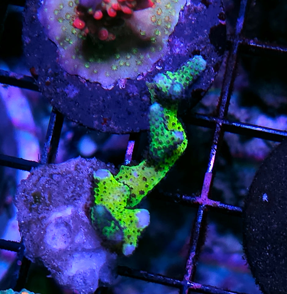 Zombie Seritopoia