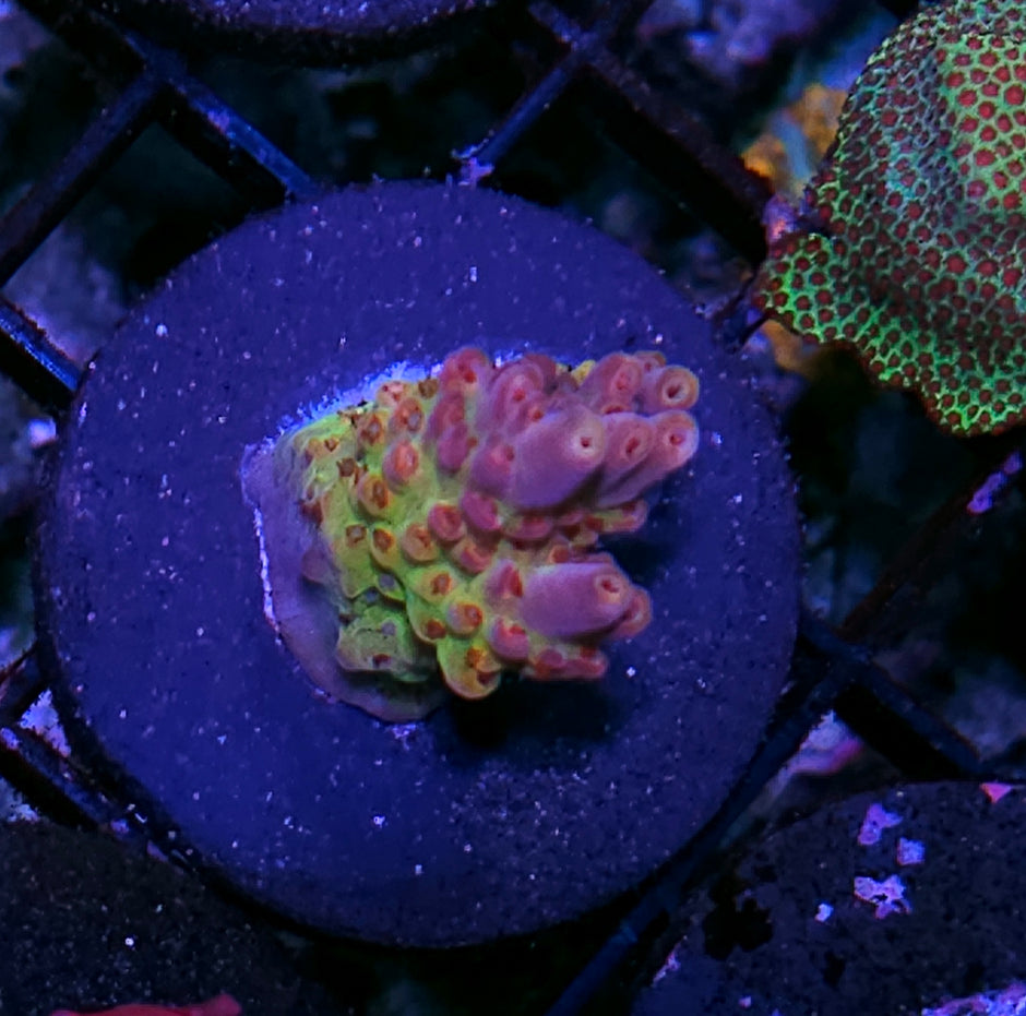 TG Fantasyland Acropora