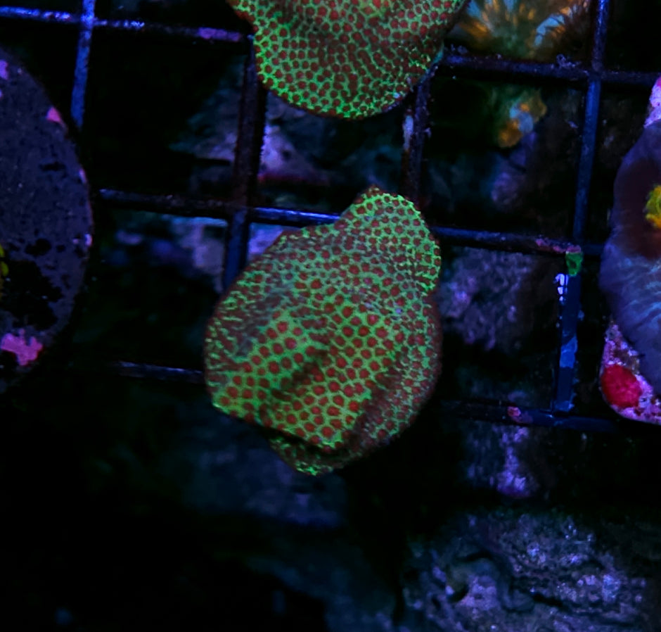 Santas Helper Porites
