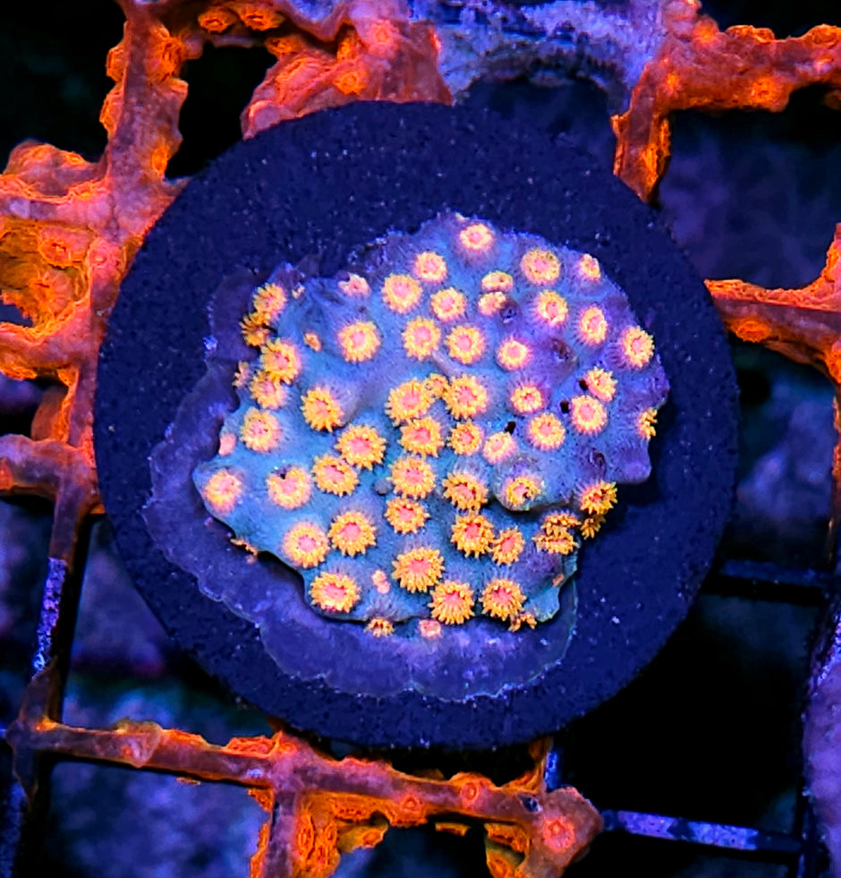 Bizzaro Cyphastrea